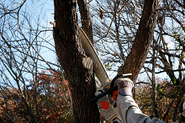 Trees Surgery Dublin