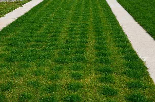 Greener Lawn Supplies