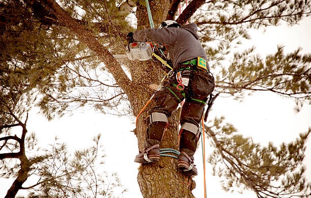 Trees Surgery Dublin
