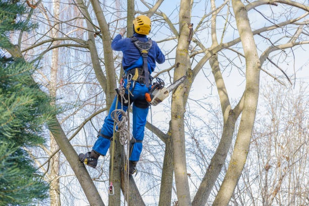 Trees Surgery Dublin
