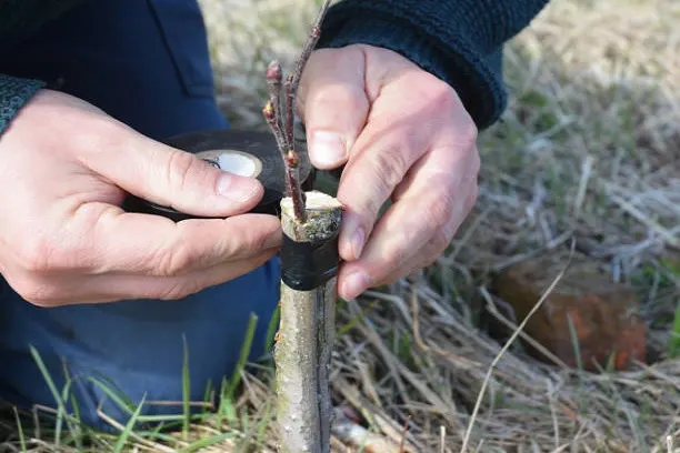 Trees Surgery Dublin