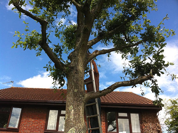 Trees Surgery Dublin